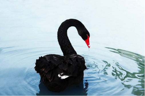 Black Swan Portfolio Construction